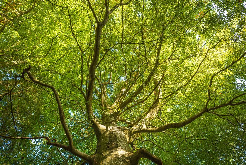 Arbres (terrain de camping de Sletten Vikings) - Ry (Danemark) par Marcel Kerdijk