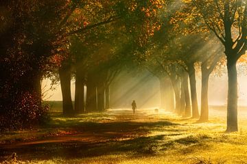 Autumn walk by Marc Crutzen