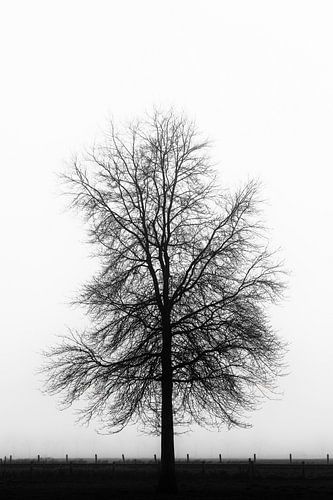 Kale boom in een mistig weiland (zwart-wit) van Fotografie Jeronimo