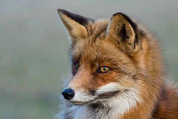 Rose fox close-up by Marcel Alsemgeest