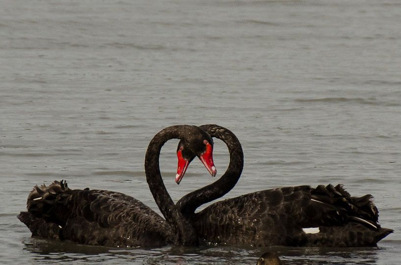 liefde by Sjoerd van Luit