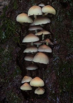 Paddenstoelen op een boomstam van MSP Canvas