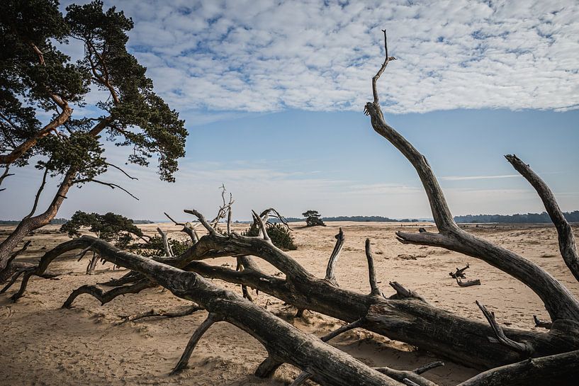 Paysage de sable à la dérive du Veluwe par Mayra Fotografie