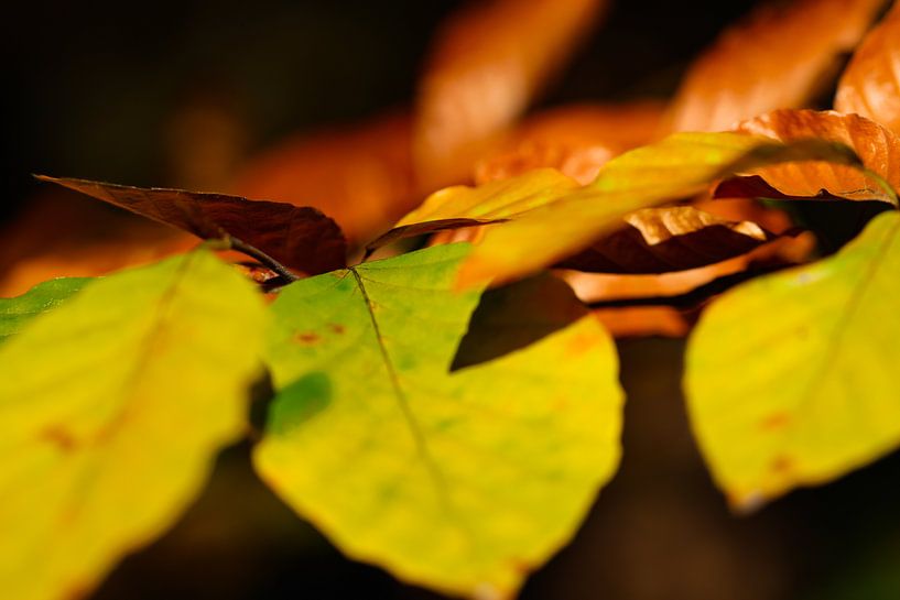 herfstbladeren van Marieke Funke