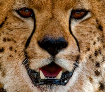 Cheetah ogen van Peter Michel