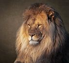 Lion portrait by Marjolein van Middelkoop thumbnail