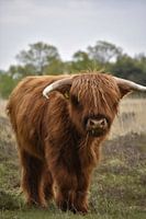 Kalfje Schotse hooglander