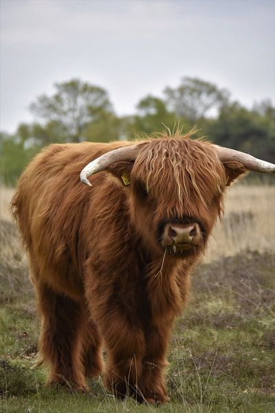 Calf Scottish highlander by Anouk Poelstra