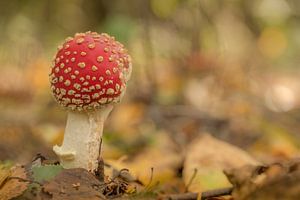 Jonge vliegenzwam van Moetwil en van Dijk - Fotografie