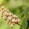 Chestnut blossom by Anita Meis
