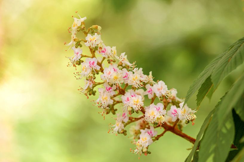Kastanienblüte von Anita Meis