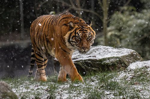 Tijger