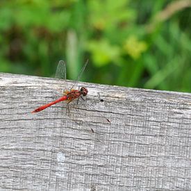 La libellule rouge sur Heleen de Silva