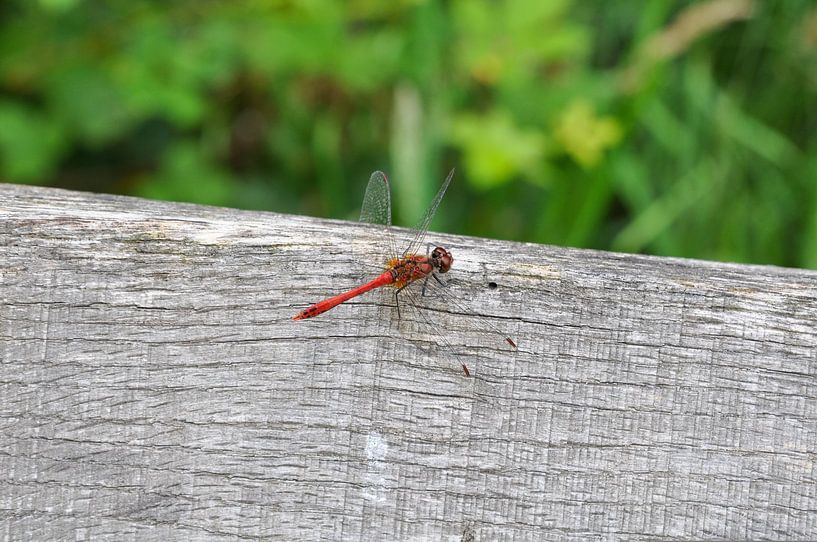 The red dragonfly by Heleen de Silva