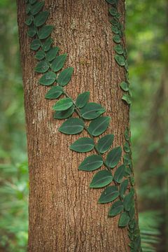 Daintree Rainforest: Ein altes Naturwunder von Ken Tempelers