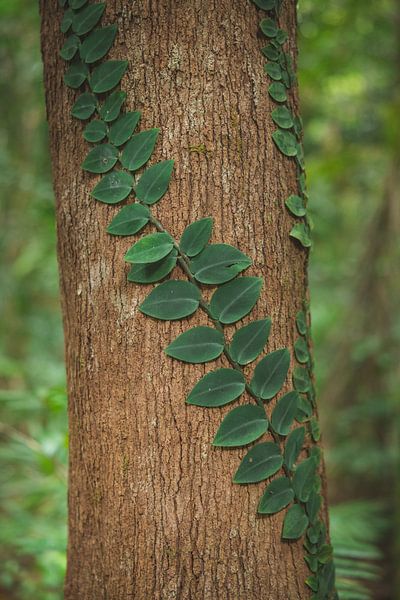 Daintree Rainforest: An Ancient Wonder of Nature by Ken Tempelers