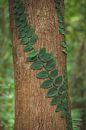 Daintree Rainforest: An Ancient Wonder of Nature by Ken Tempelers thumbnail