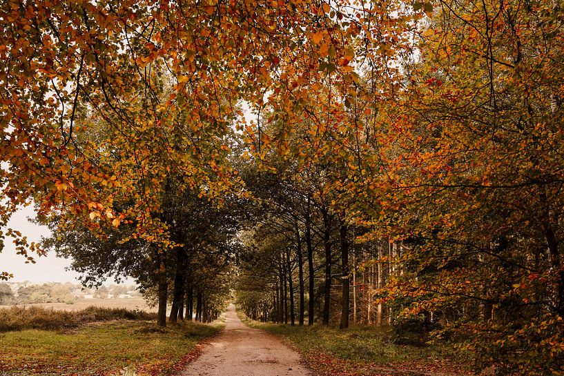 Autumn on the Salland Ridge by Marloes ten Brinke