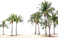 Palmenstrand