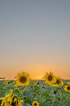 Sonnenblumen mit schönen Farben von Lydia
