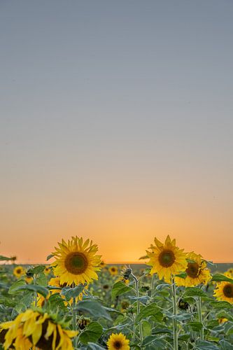 Sunflowers with beautiful colours