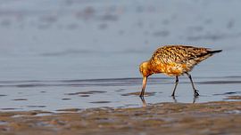 Vogelfotografie - Pfuhlschnepfe von Bert v.d. Kraats Fotografie