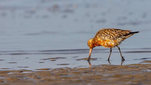 Vogelfotografie - Rosse grutto...
