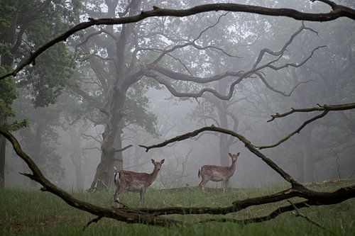 Hertjes is de mist