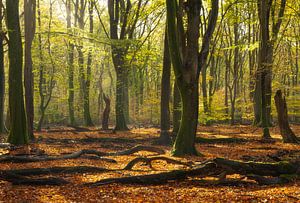 Speulder- en Sprielderbos (Niederlande) von Marcel Kerdijk