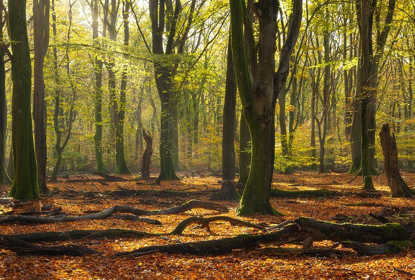 Speulder and Sprielder forest (Netherlands) by Marcel Kerdijk