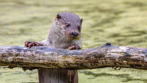 Europese Vis Otter op boomstam
