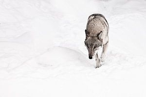 een sluwe gevaarlijke wolf kijkt toe. van Michael Semenov