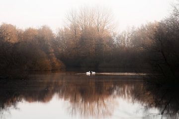 Het zwanenmeer | landschapsfotografie | witte zwanen | fotobehang van Laura Dijkslag