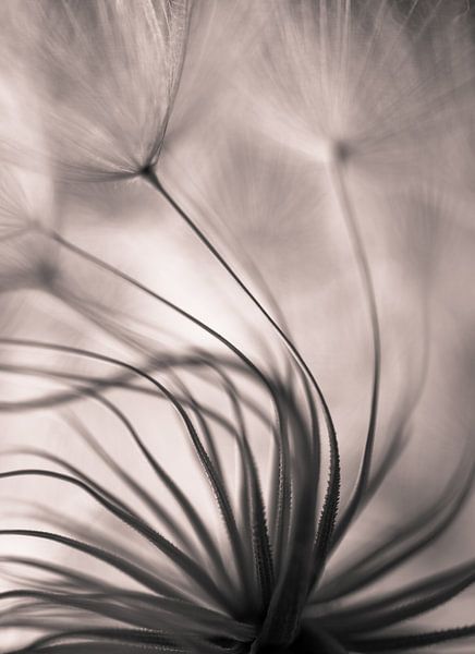 Untitled, Keren Or by 1x
