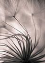 Untitled, Keren Or by 1x thumbnail