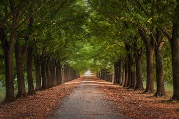 Lindenlaan in Toscane van Stefano Orazzini