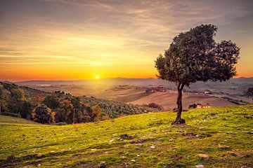 Olijfboom bij zonsondergang. Toscane van Stefano Orazzini