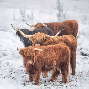 Vier Schotse hooglanders in besneeuwd landschap van Coby Bergsma