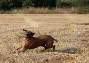 Rhodesische Ridgeback mannetje van Dagmar Behrens thumbnail