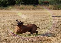 Rhodesian Ridgeback male