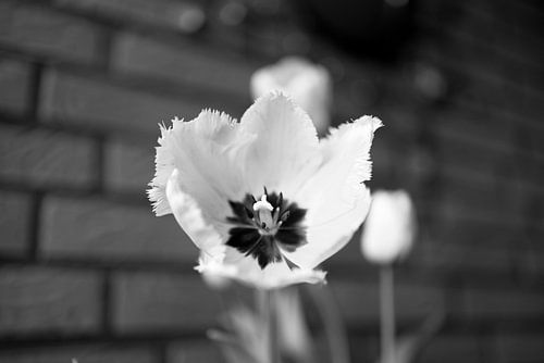 De eerste bloemen in de tuin in het Emsland