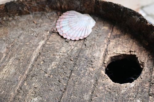 White shell on a wooden rain barrel