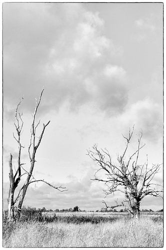 Desolate Oostvaardersplassen Flevoland