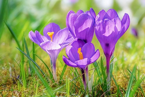 Macro van paarse krokusbloemen in de tuin