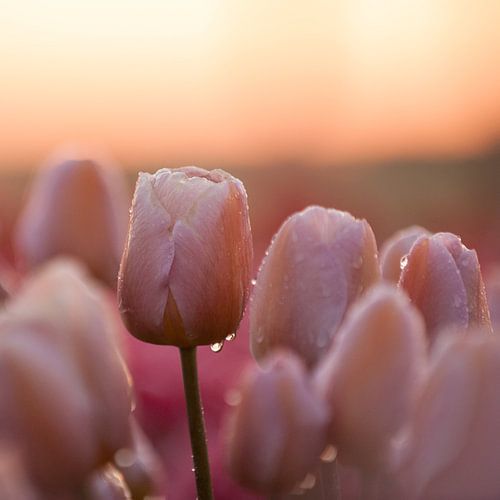 Tulipe pastel, format carré