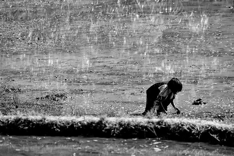 Leben in Banaue, dem Land der Reisfelder von Frank Photos