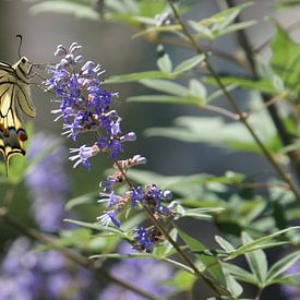 Drinkende vlinder op het eiland Corfu, griekenland in een tuin op een violette bloem in de zomer in prachtig zonlicht van adventure-photos