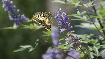 Drinking butterfly on the island of Corfu, greece in a garden on a violet flower in summer in beautiful sunlight by adventure-photos