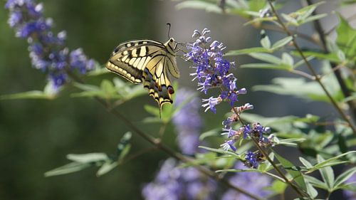 Drinkende vlinder op het eiland Corfu, griekenland in een tuin op een violette bloem in de zomer in prachtig zonlicht