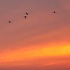 Flamingos bei Sonnenuntergang von Marina Nieuwenhuijs